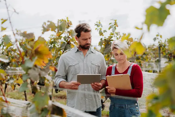 Vineyard 'ın sahibiyle konuşan, üzüm yetiştiren ve hasat yapan bağları denetleyen bir böcek yetiştiricisi. Aile bağlarında el yapımı üzüm hasadı.