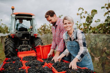 Vineyard workers with harvest bins full of grapes. Manual grape harvesting in family-run vineyard clipart