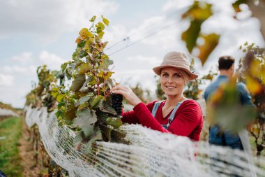 Üzüm toplayan bir kadın, gülümsüyor. Aile bağlarında el yapımı üzüm hasadı..