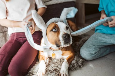 Tavşan kulaklığı takan sevimli bir köpek. Aile Paskalya Bayramı konsepti.