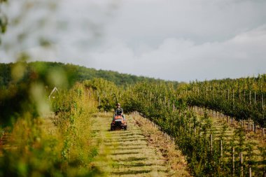 Meyve bahçesinde meyve ağaçları arasında biçen olgun bir çiftçi, küçük bir traktörle çim biçiyor..