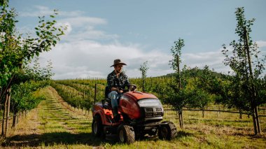 Meyve bahçesinde meyve ağaçları arasında biçen olgun bir çiftçi, küçük bir traktörle çim biçiyor..