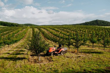 Meyve ağaçlarının ortasına park etmiş küçük traktör ya da biçme makinesi iyi bakılmış meyve bahçesinde yetişiyor..