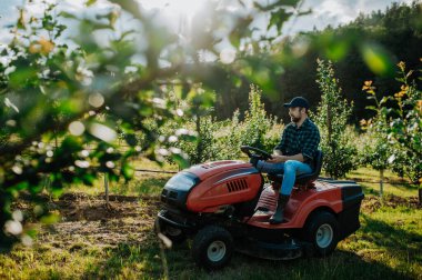 Meyve bahçesinde meyve ağaçları arasında biçen olgun bir çiftçi, küçük bir traktörle çim biçiyor..