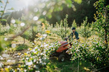 Meyve bahçesinde meyve ağaçları arasında biçen olgun bir çiftçi, küçük bir traktörle çim biçiyor..