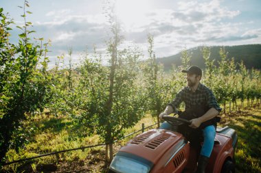 Meyve bahçesinde meyve ağaçları arasında biçen olgun bir çiftçi, küçük bir traktörle çim biçiyor..