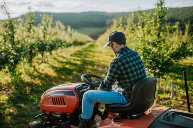 Meyve bahçesinde meyve ağaçları arasında biçen olgun bir çiftçi, küçük bir traktörle çim biçiyor..
