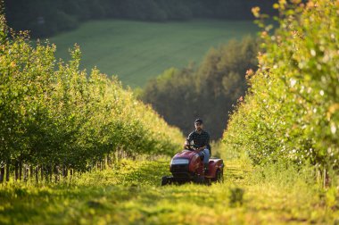 Yetişkin bir çiftçi küçük traktörle meyve ağaçları arasında çim biçiyor..