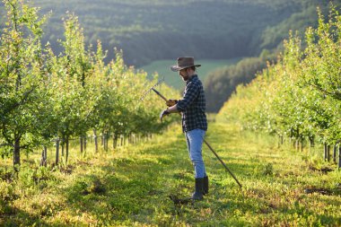 Gün batımında meyve bahçesinde çalışan şapkalı olgun bir çiftçi. Boşluğu kopyala.