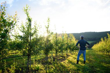 Meyve bahçesinde çalışan olgun çiftçi zararlı ya da hastalıklı meyve ağaçlarını inceliyor..