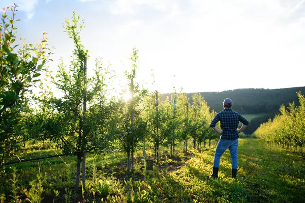 Meyve bahçesinde çalışan olgun çiftçi zararlı ya da hastalıklı meyve ağaçlarını inceliyor..