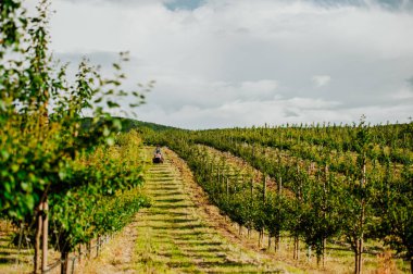 Meyve bahçesinde küçük bir traktör süren olgun çiftçi, huzurlu anın tadını çıkarıyor..