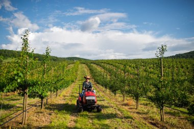 Meyve bahçesinde küçük bir traktör süren olgun çiftçi, huzurlu anın tadını çıkarıyor..
