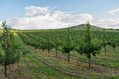 Meyve ağaçları iyi korunmuş bir meyve bahçesinde yetişir..