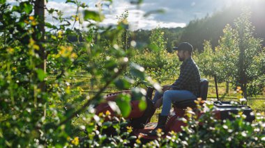 Meyve bahçesinde meyve ağaçları arasında biçen olgun bir çiftçi, küçük bir traktörle çim biçiyor..