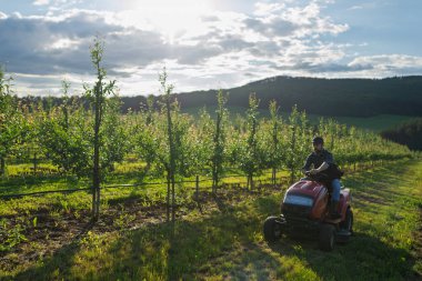 Meyve bahçesinde küçük bir traktör süren olgun çiftçi, huzurlu anın tadını çıkarıyor..