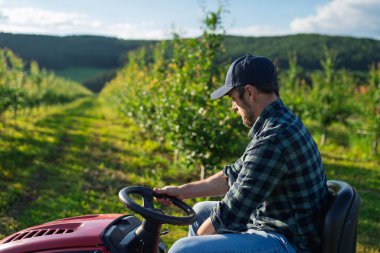 Meyve bahçesinde meyve ağaçları arasında biçen olgun bir çiftçi, küçük bir traktörle çim biçiyor..