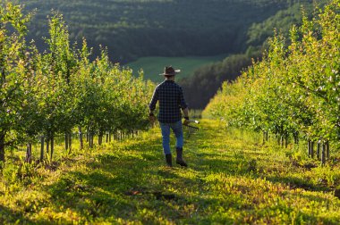 Gün batımında meyve bahçesinde açık havada yürüyen olgun bir çiftçi. Kopyalama alanı.