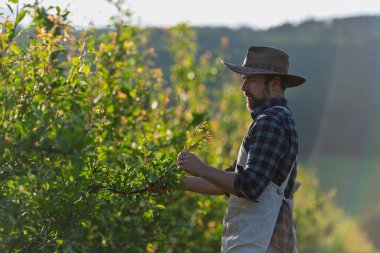 Meyve bahçesinde çalışan olgun çiftçi zararlı ya da hastalıklı meyve ağaçlarını inceliyor..
