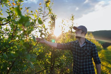 Meyve bahçesinde çalışan olgun çiftçi zararlı ya da hastalıklı meyve ağaçlarını inceliyor..
