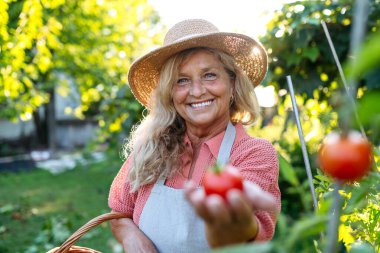 Gülümseyen yaşlı bahçıvan bahçede taze domates hasat ediyor, taze meyve tutuyor..