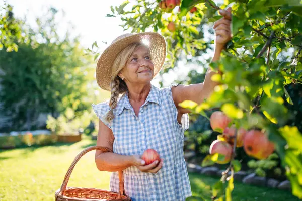 Gülümseyen yaşlı çiftçi ağaçtan olgun elmaları topluyor. Sonbahar mevsimi.