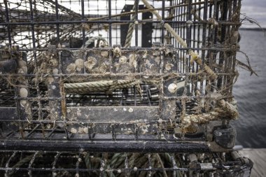 Working Crab Pot Underwater Sanctuary Teeming with Diverse Marine Life Stock Photo