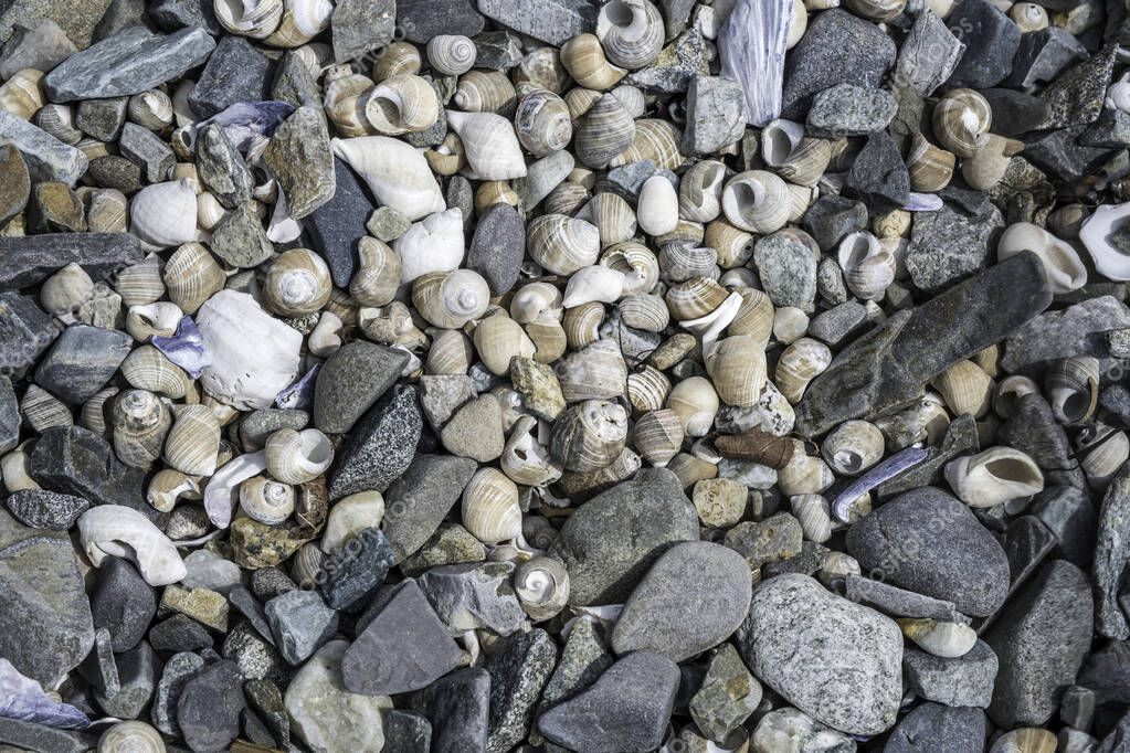 Whispers of the Deep Exploring the Mysteries of Snail Shells and Ocean Bed Debris (en inglés