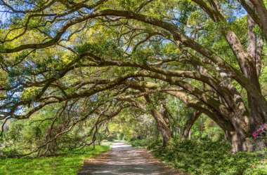 Peaceful Forest Path with Tree Canopy  Nature Trail Stock Photo