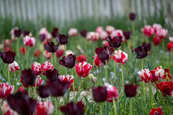 stock image A captivating photograph of a tulip field in full bloom, showcasing vibrant red and white mixed with black colored tulips. 