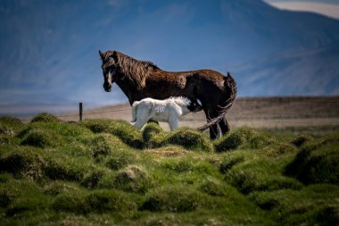Mare in Pasture Tender Moment from Baby Horse ve Mother arasındaki Tay Emziriciliği