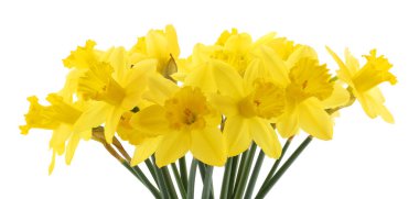 Bir buket sarı nergis Lily Narcissus