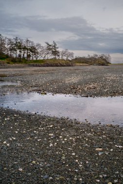 Kanada 'nın Vancouver Adası' ndaki Pipers Lagoon 'da deniz seviyesinin düşmesi sırasında deniz kabukları ve kayalar tuzlu su gölünde açıkta kalır..
