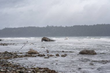 Martılar fırtınalı bir Vancouver Adası 'nda ilkbaharın ilk günlerinde uçar..