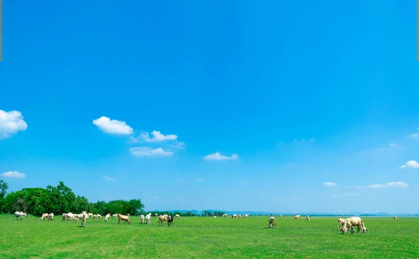 Yeşil Yaz Çayırlarında Otlayan Inek Gökyüzü Manzarası — Stok fotoğraf