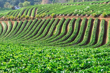Dağ doğasında çilek çiftliği meyvesi