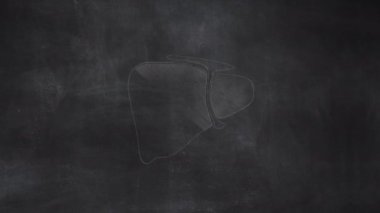 Kadın Rahim Anatomisi Elleri Halka Tahtasına Çizildi