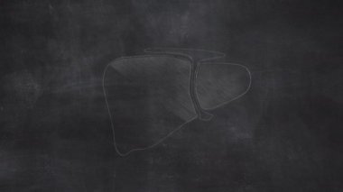 Kadın Rahim Anatomisi Elleri Halka Tahtasına Çizildi