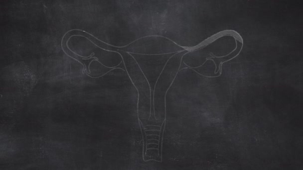 Female Uterus Anatomy Hand Drawn Chalkboard — Stock Video