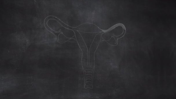 黒板に描かれた女子宮解剖学の手 — ストック動画