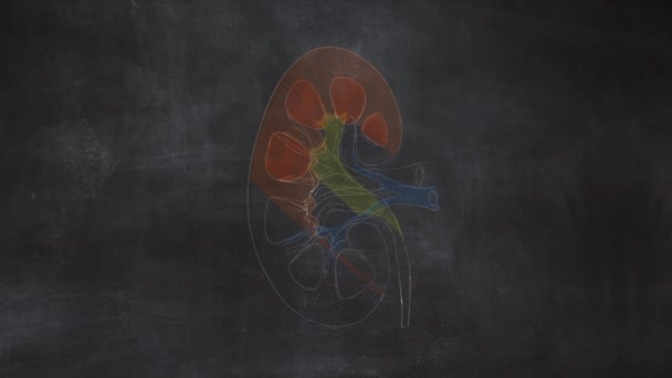 Γυναικείο Uterus Anatomy Χέρι Που Σχεδιάζεται Πίνακα — Αρχείο Βίντεο