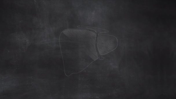 Vrouwelijke Uterus Anatomie Hand Getekend Schoolbord — Stockvideo