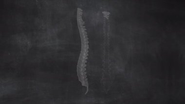 İnsan Omurgası Anatomisi Kolonu Kiremit tahtaya çizilmiş