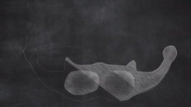 İnsan Dil Kemiği Anatomi Elleri Karton Çizim Tahtasına Çizildi