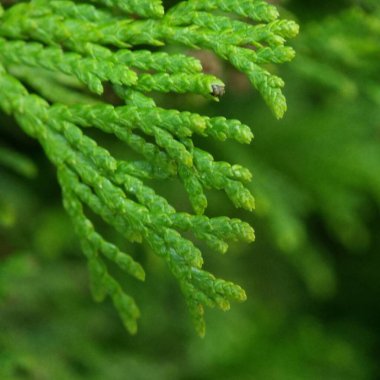 Arka plan, duvar kâğıdı, noel için, parktaki thuja yapraklarının Makro yakın plan fotoğrafı.