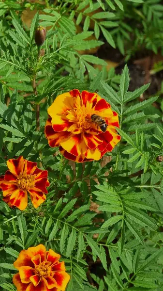 Fotoğraf, yeşil yapraklarla tezat oluşturan parlak turuncu-sarı ve kırmızı yapraklı siyah-kahverengi çiçekleri (Tagetes) gösteriyor. Bir uçan sinek çiçeğin üzerinde oturur.