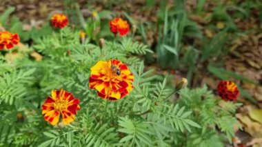Açık turuncu-sarı ve kırmızı yapraklarla kontrastlı siyah-kahverengi çiçekleri (Tagetes) göstermektedir. Bir uçan sinek çiçeğin üzerinde oturur.
