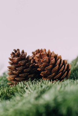 Beyaz arkaplanda çam kozalakları