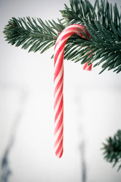Weihnachtsdekoration Mit Zuckerrohr Auf Tannenzweig Auf Weißem Hintergrund — Stockfoto