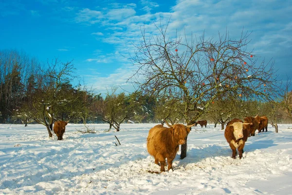 herd of cows on a winter landscape. cows in snow. animals and nature